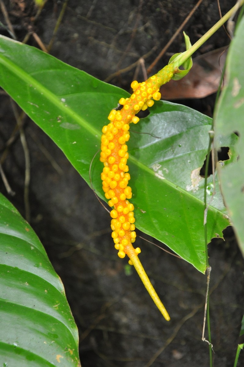 Anthurium durandii photo 8