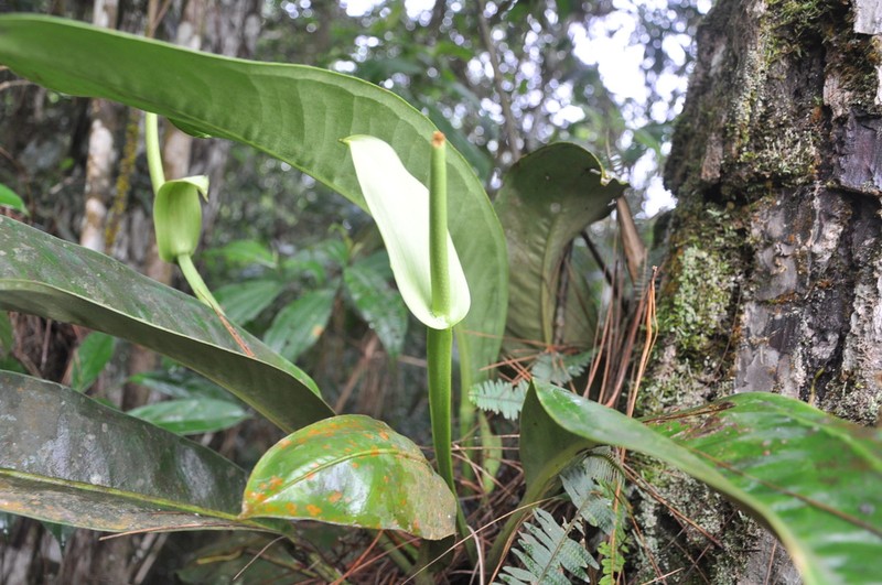 Anthurium dwyeri photo 3