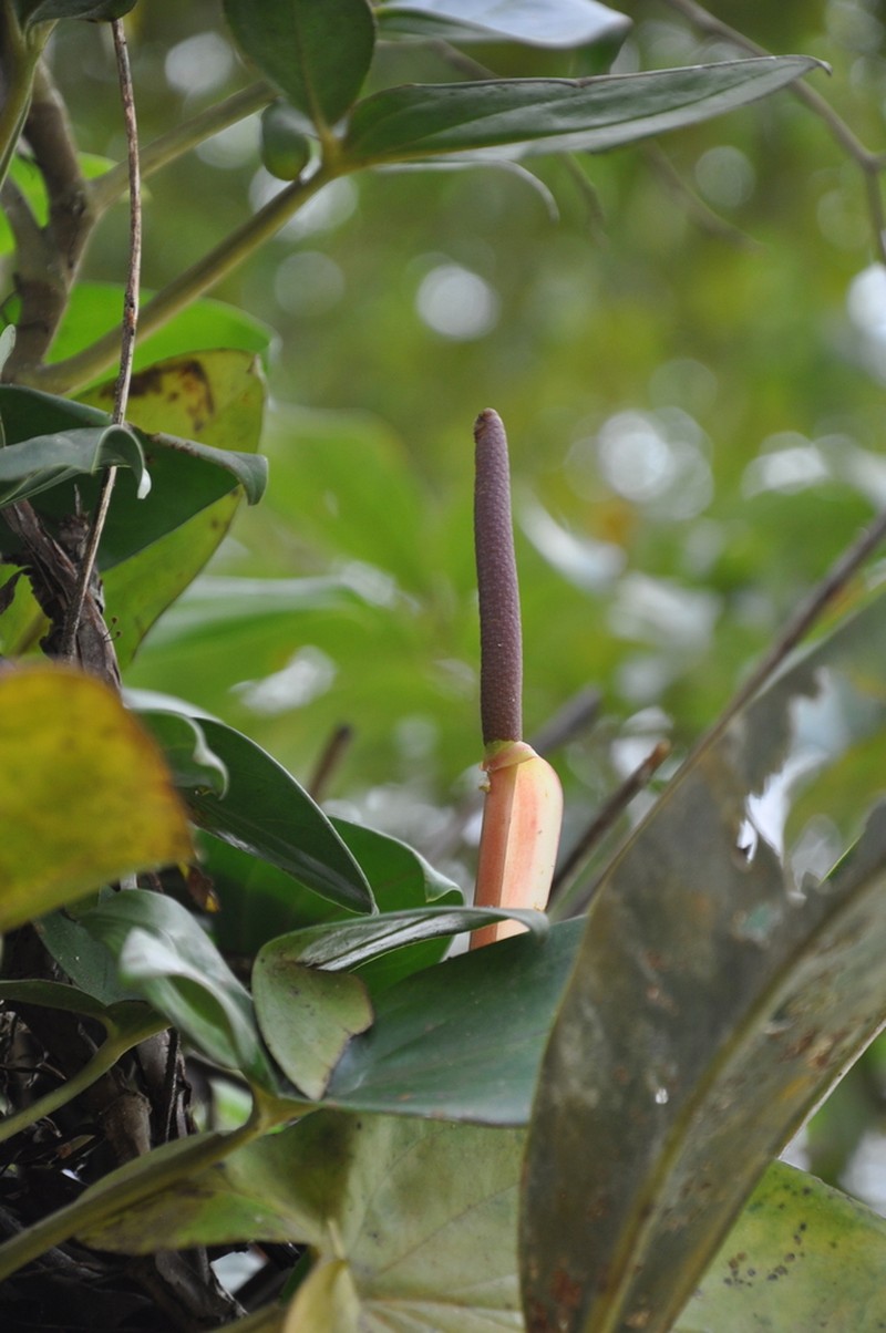 Anthurium dwyeri photo 4