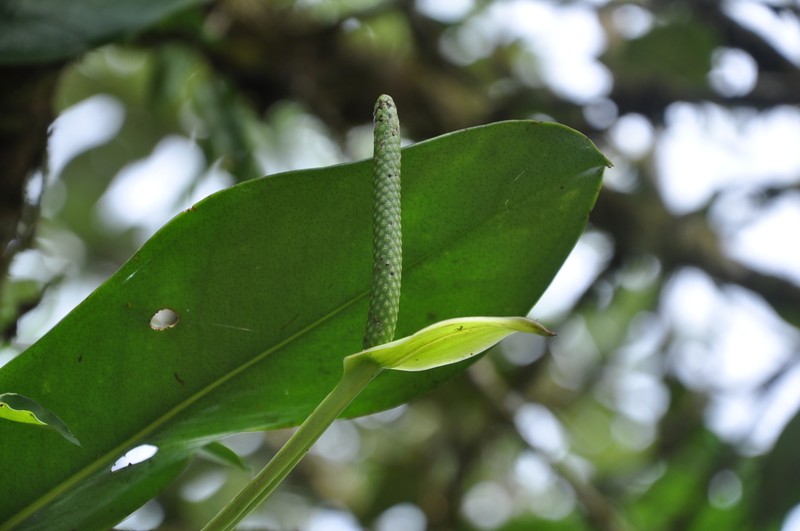 Anthurium dwyeri photo 7