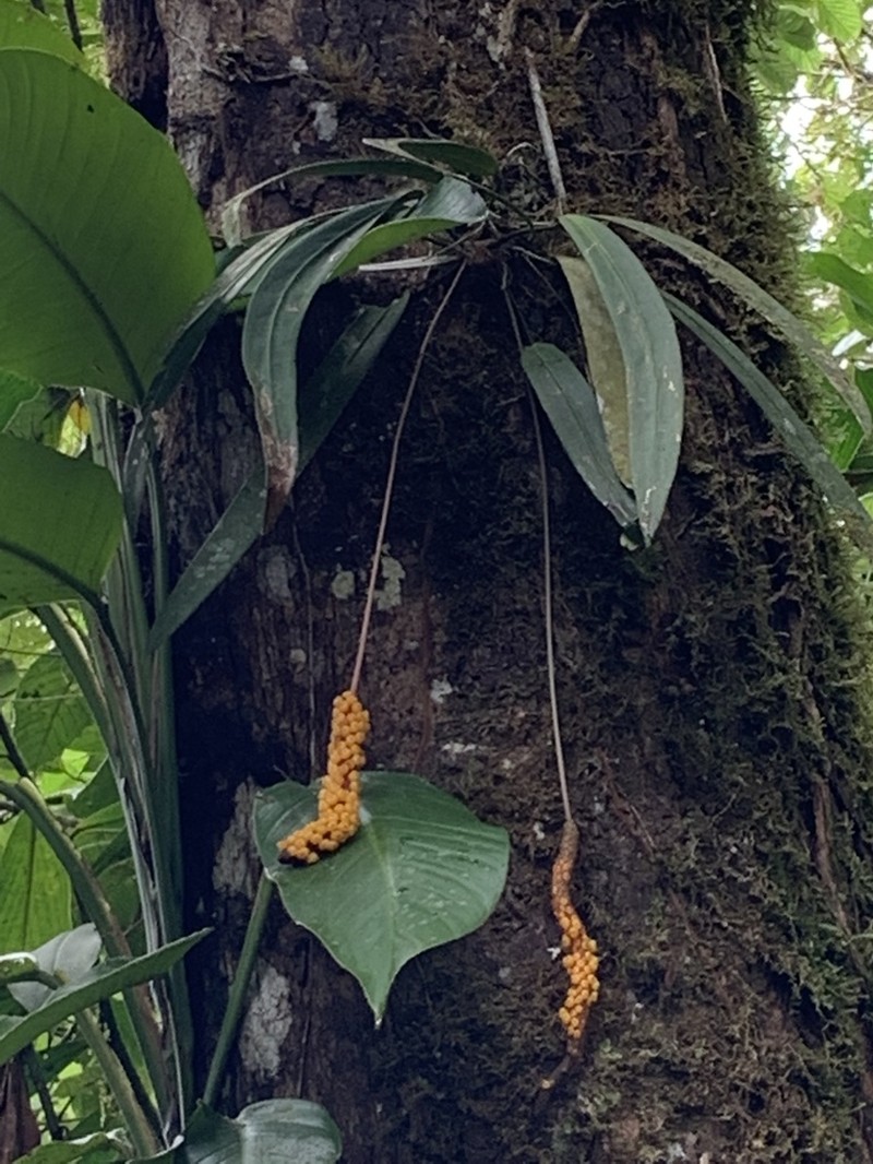 Anthurium edtysonii