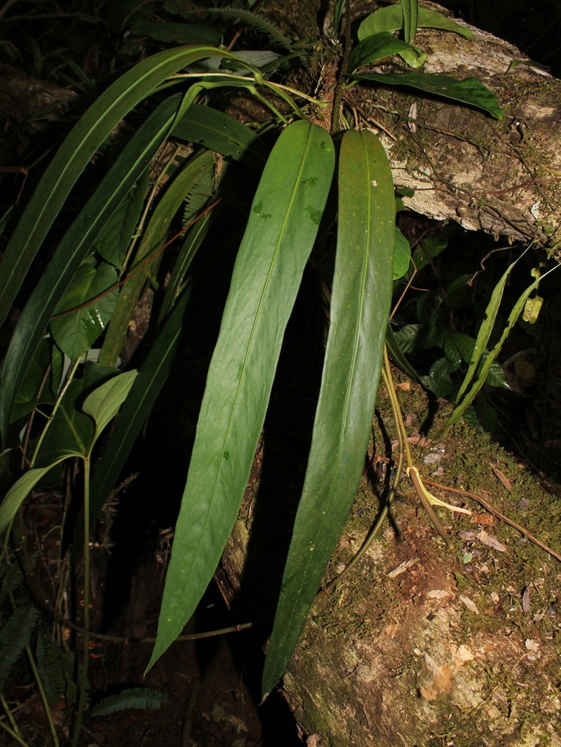 Anthurium edtysonii photo 2