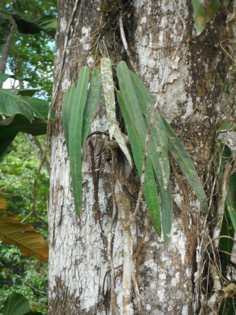 Anthurium edtysonii photo 4