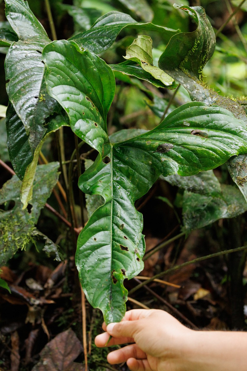Anthurium effusilobum