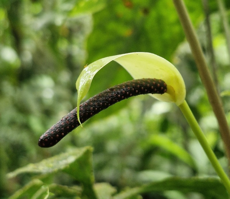 Anthurium effusilobum photo 2