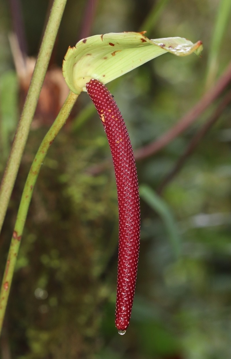 Anthurium effusilobum photo 3