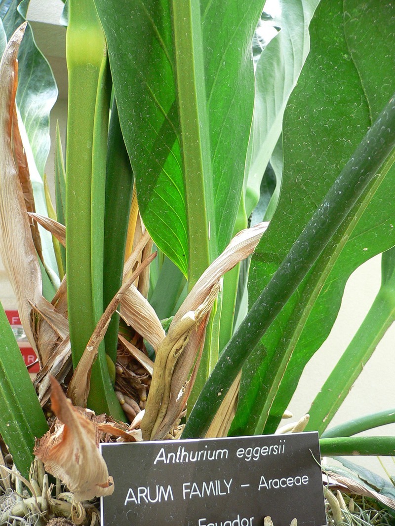 Anthurium eggersii