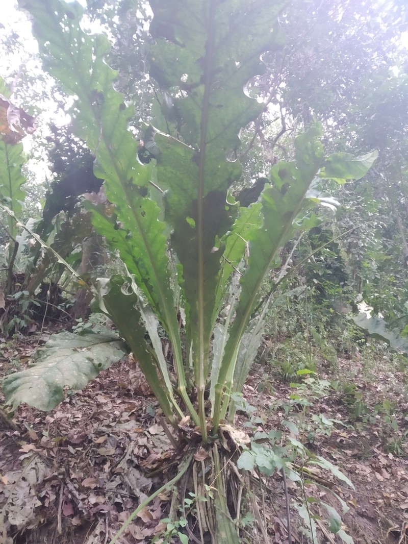Anthurium eggersii photo 5