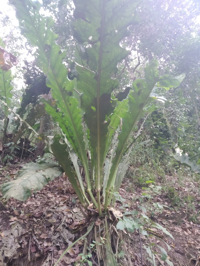 Anthurium eggersii photo 6