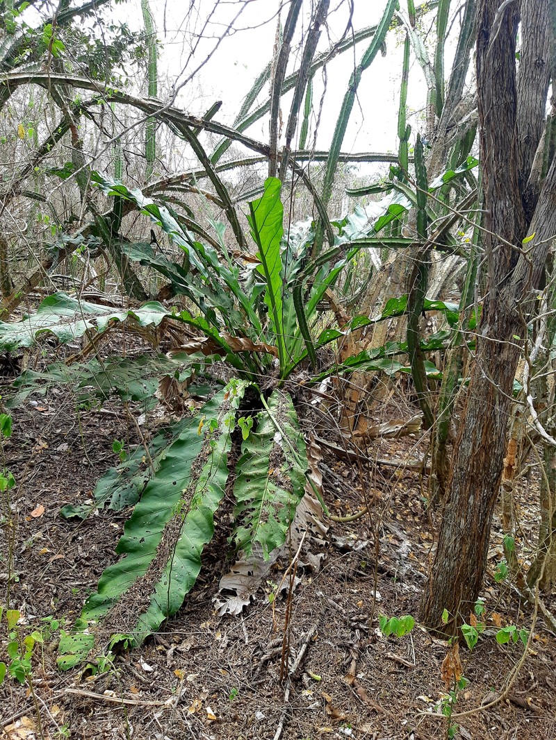 Anthurium eggersii photo 7