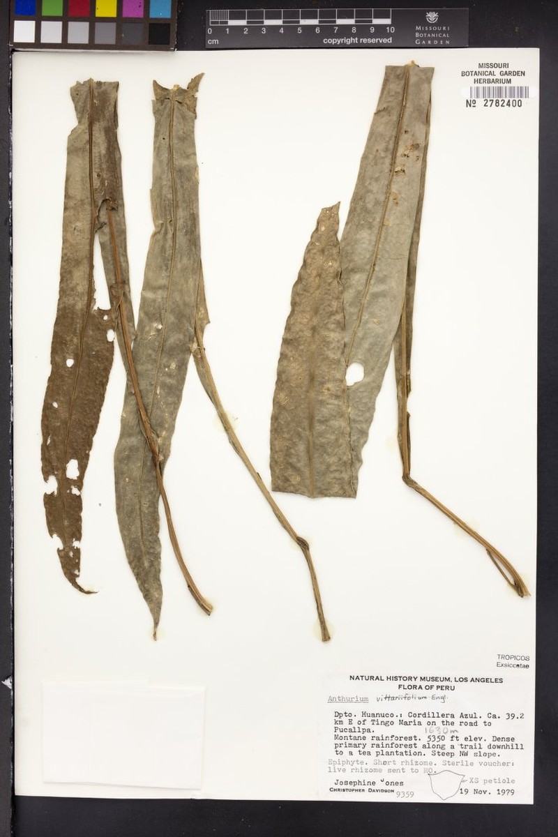 Anthurium ellenbergii