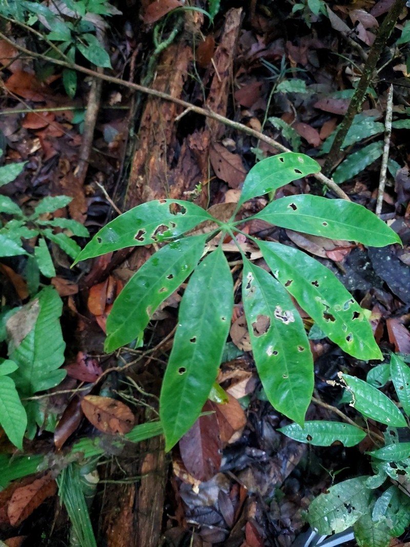Anthurium eminens photo 2
