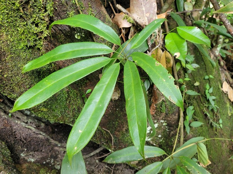 Anthurium eminens photo 4