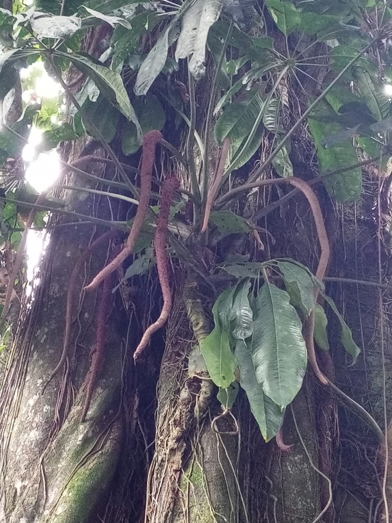 Anthurium eminens photo 7