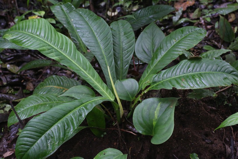 Anthurium ernesti