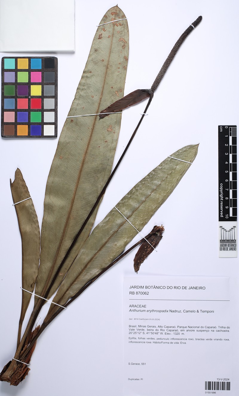 Anthurium erythrospadix photo 2