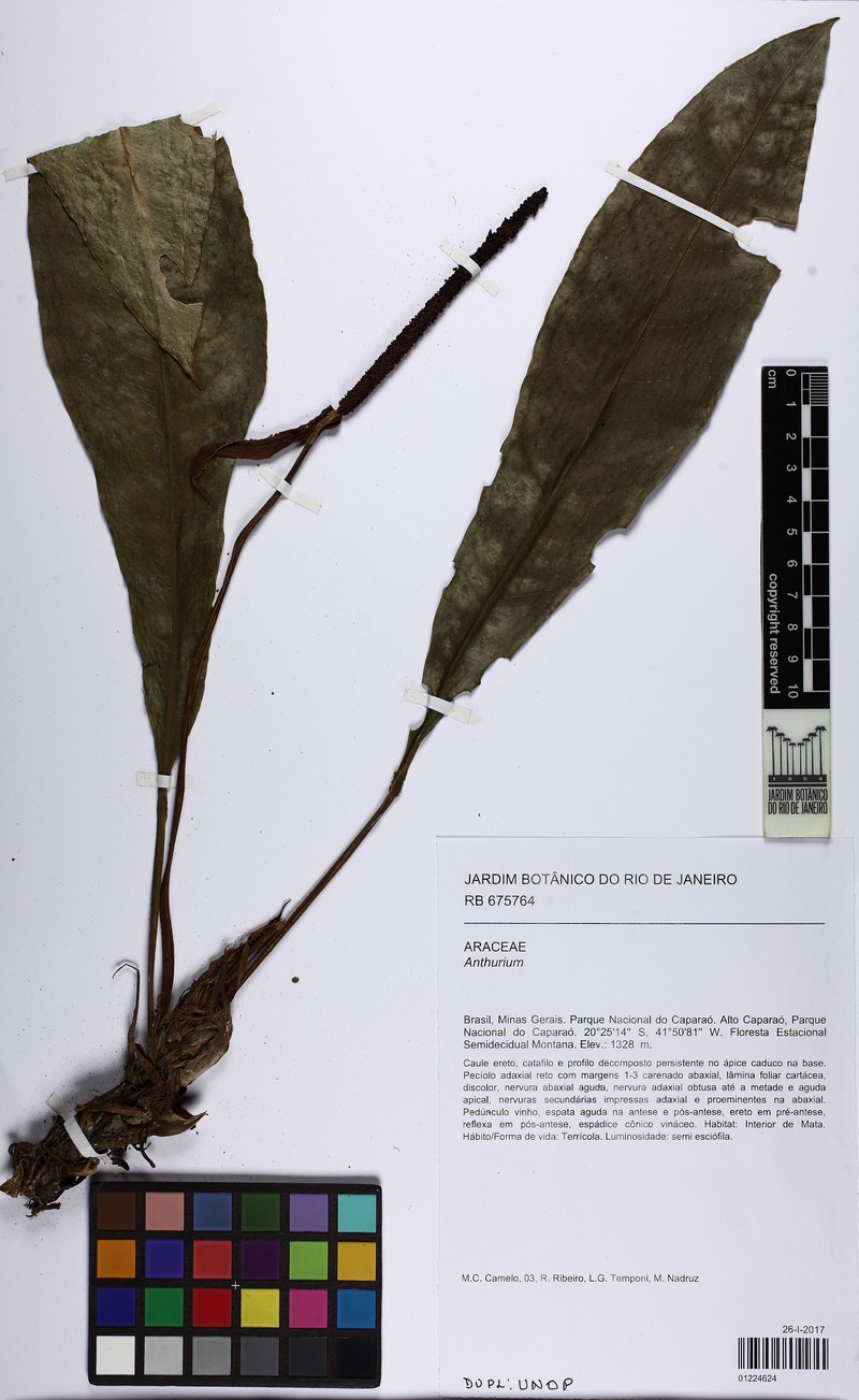 Anthurium erythrospadix photo 3