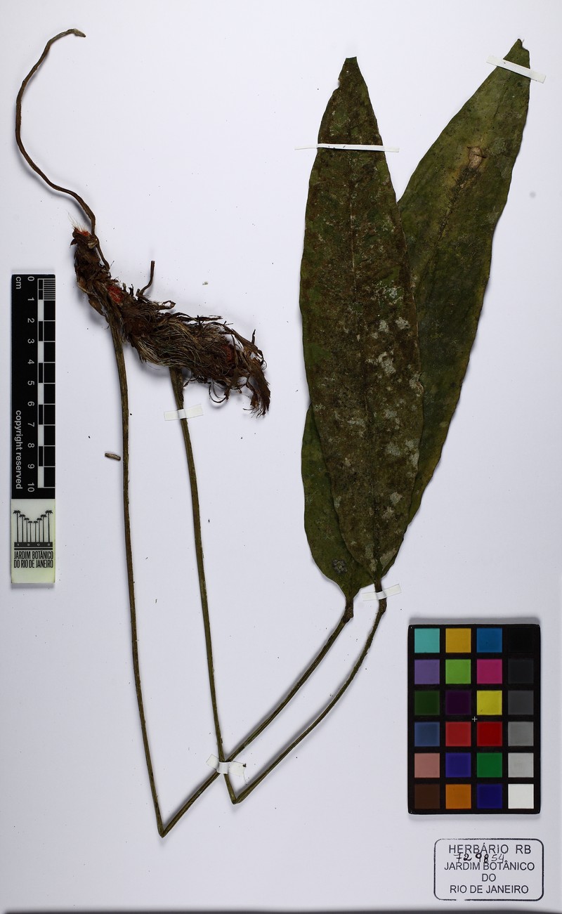Anthurium erythrospadix photo 4