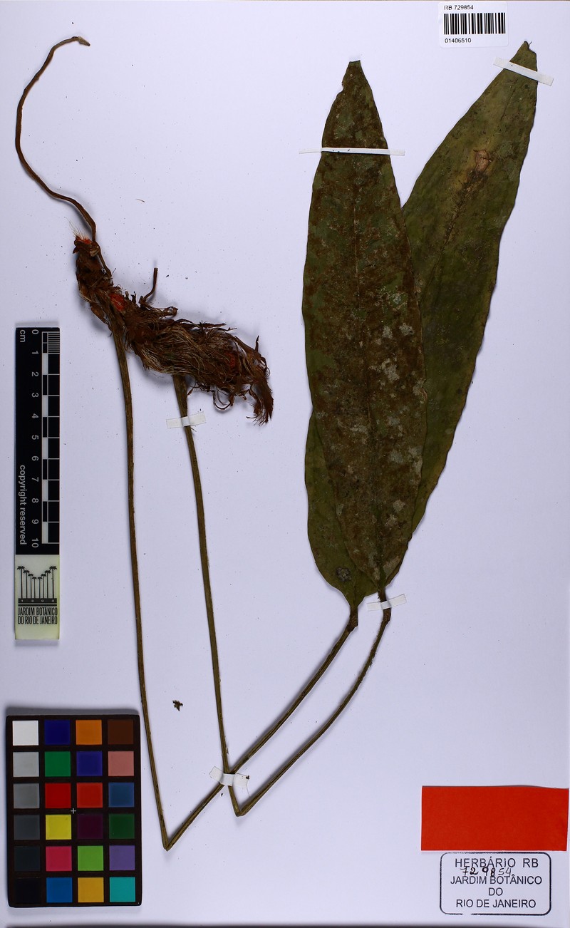 Anthurium erythrospadix photo 5