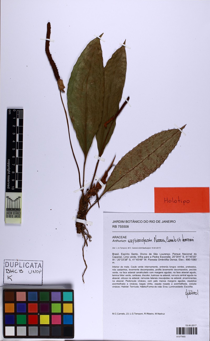 Anthurium erythrospadix photo 6