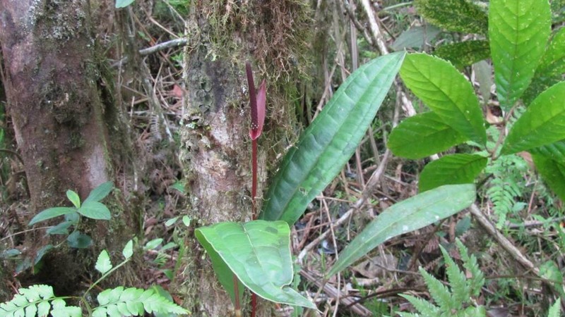 Anthurium erythrospadix photo 7
