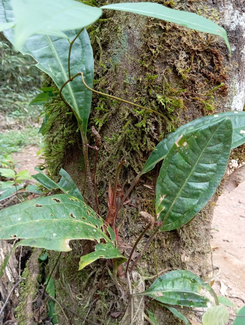 Anthurium erythrospadix photo 8