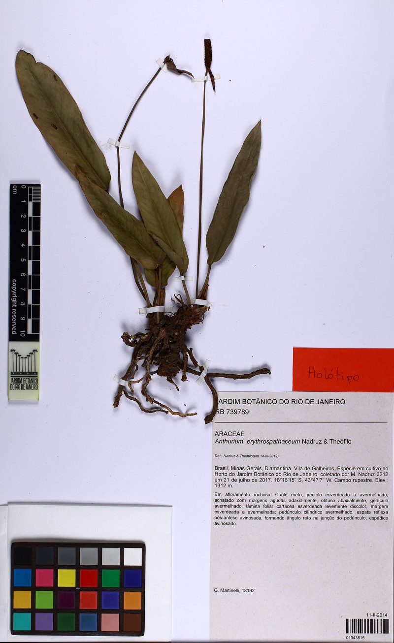 Anthurium erythrospathaceum