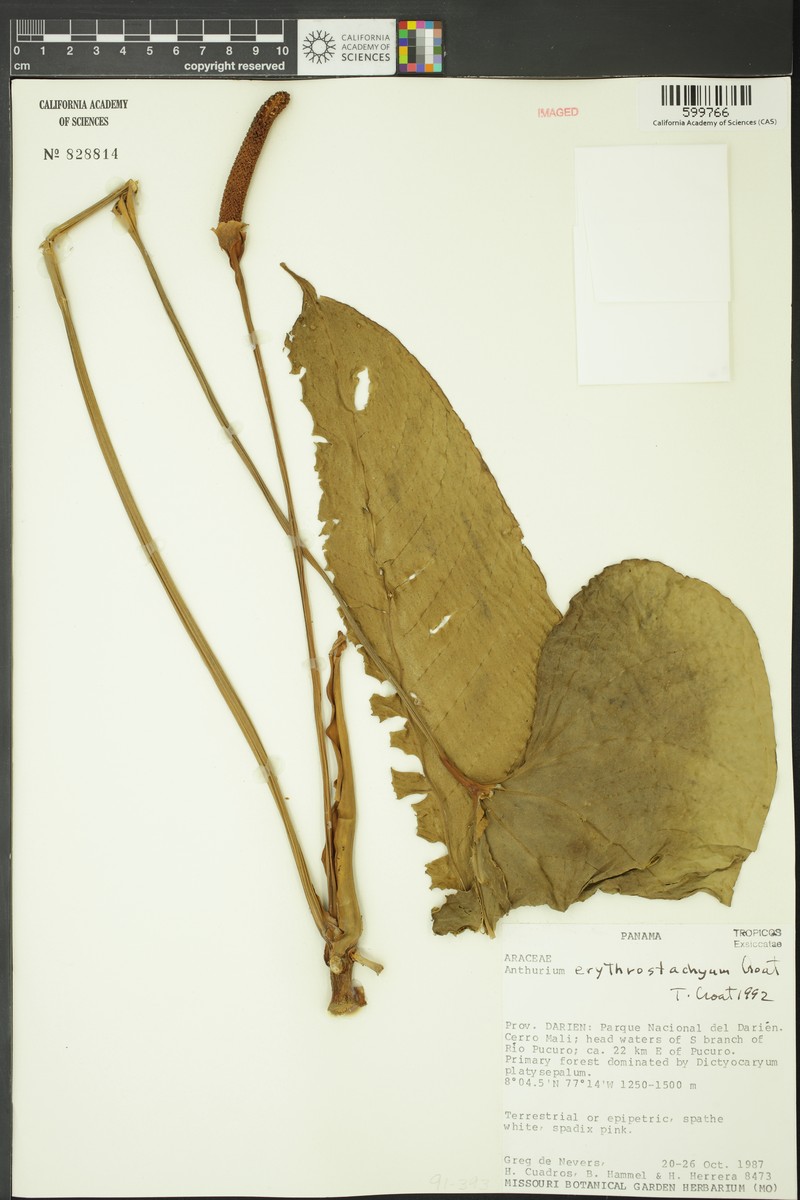 Anthurium erythrostachyum