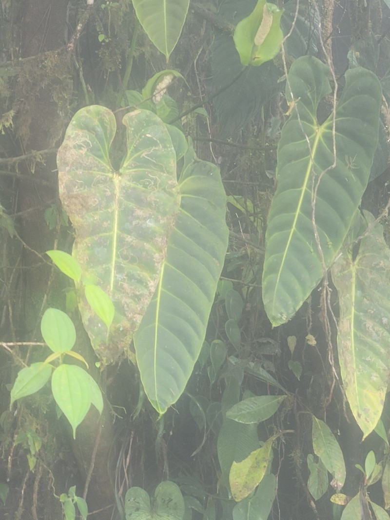 Anthurium esmeraldense