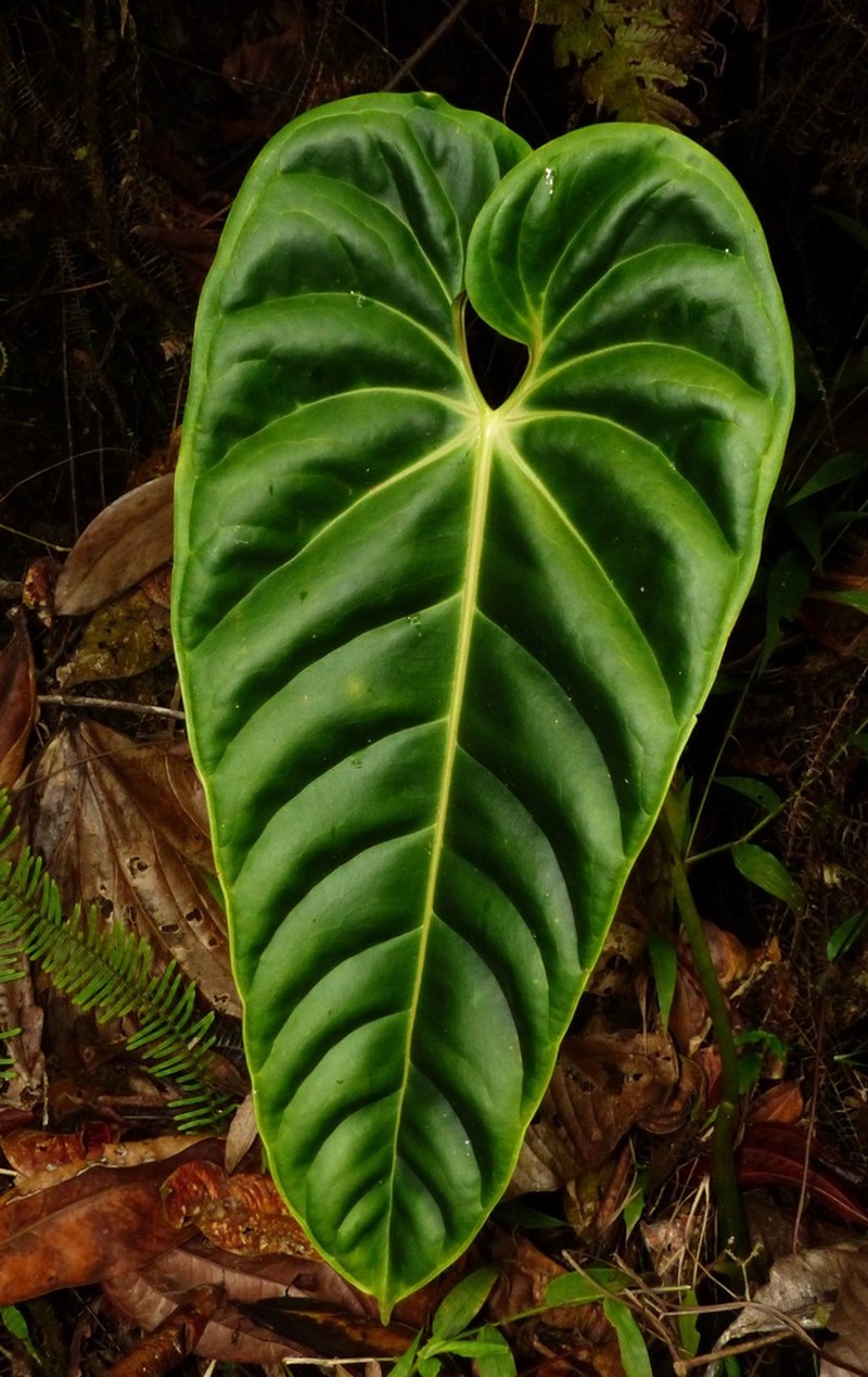 Anthurium esmeraldense photo 2