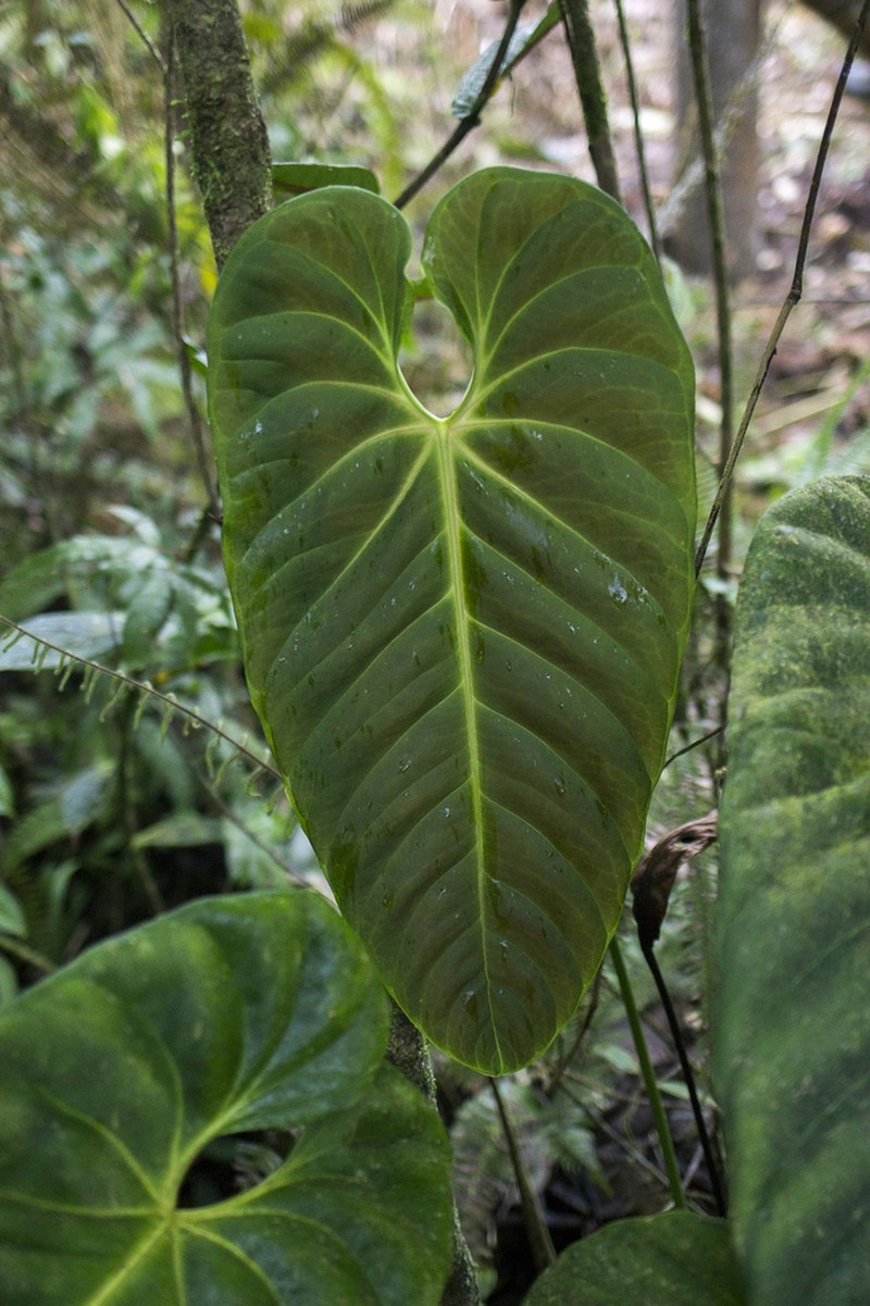 Anthurium esmeraldense photo 3