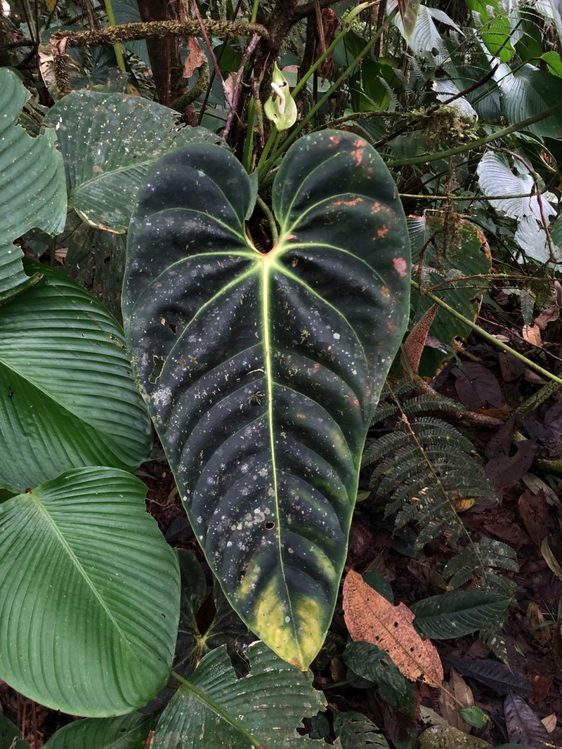 Anthurium esmeraldense photo 4