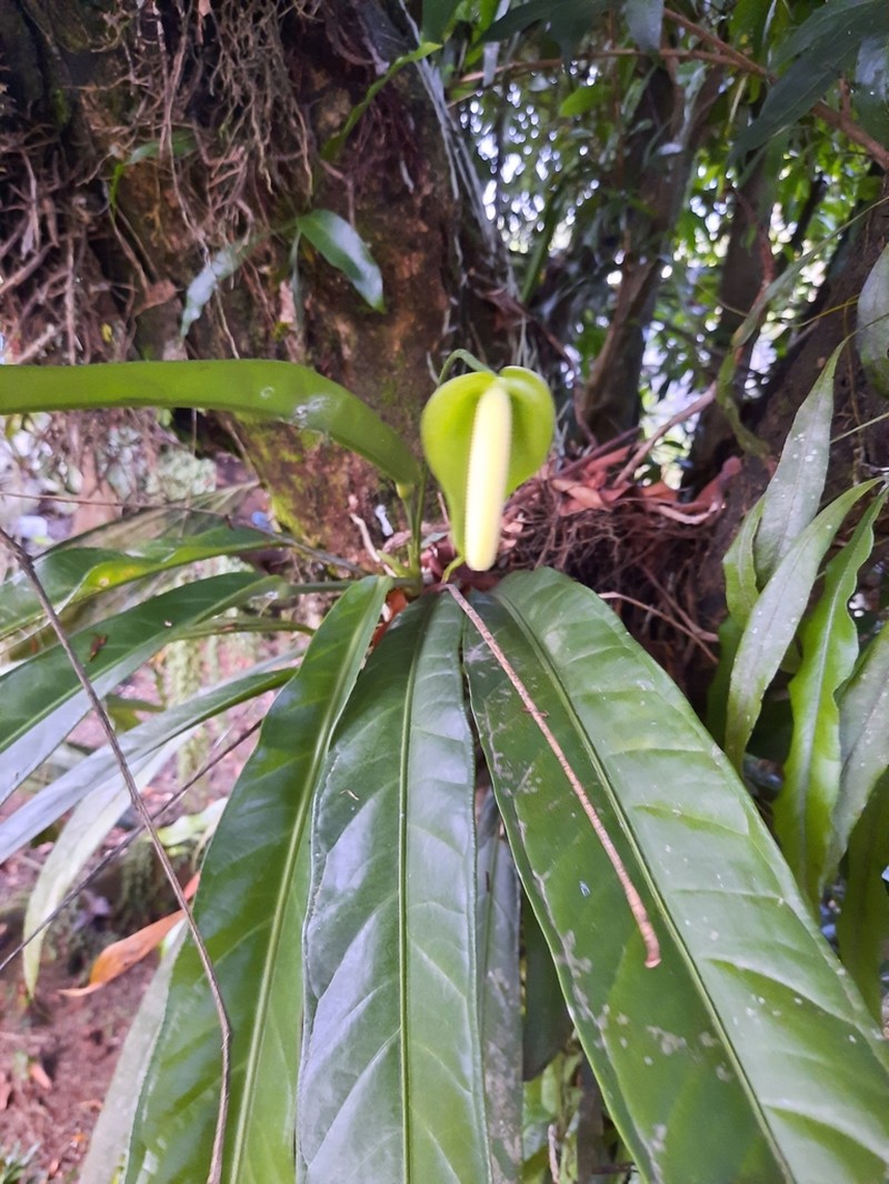 Anthurium eximium