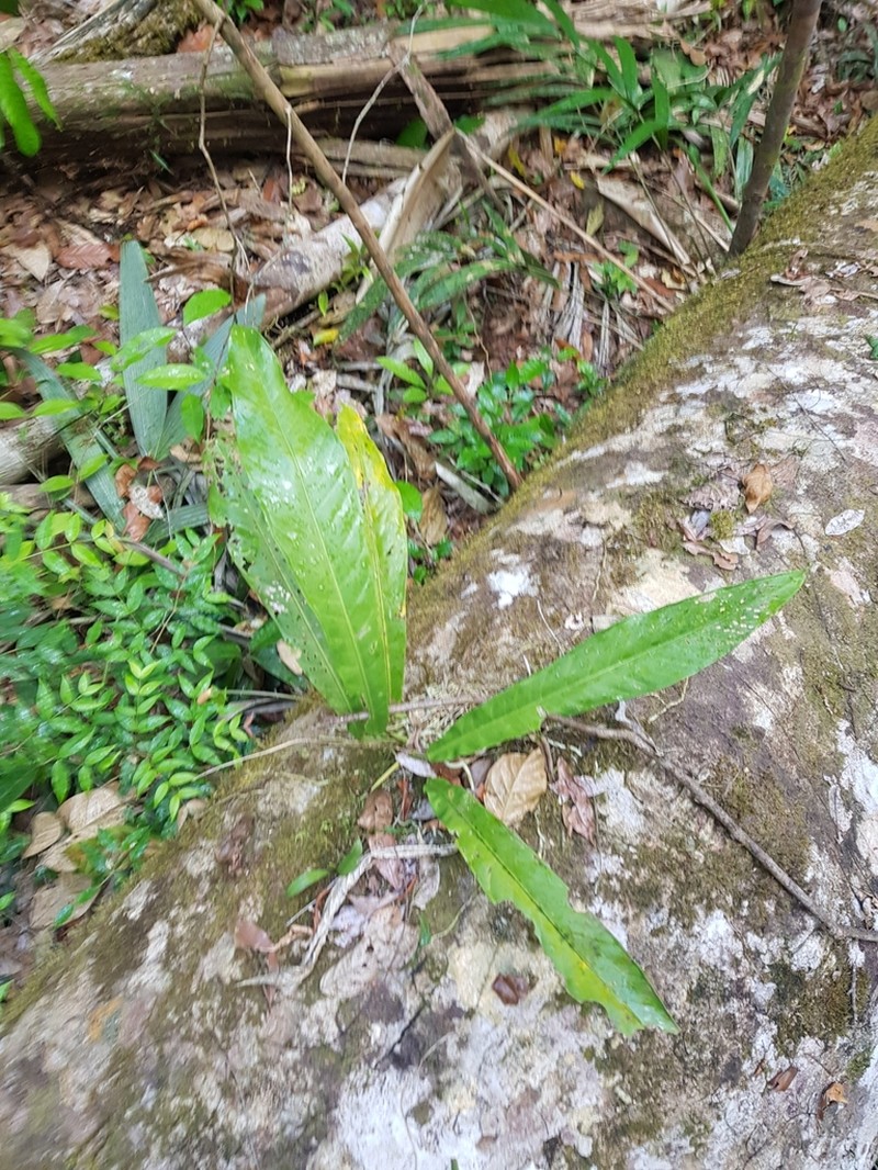 Anthurium eximium photo 4