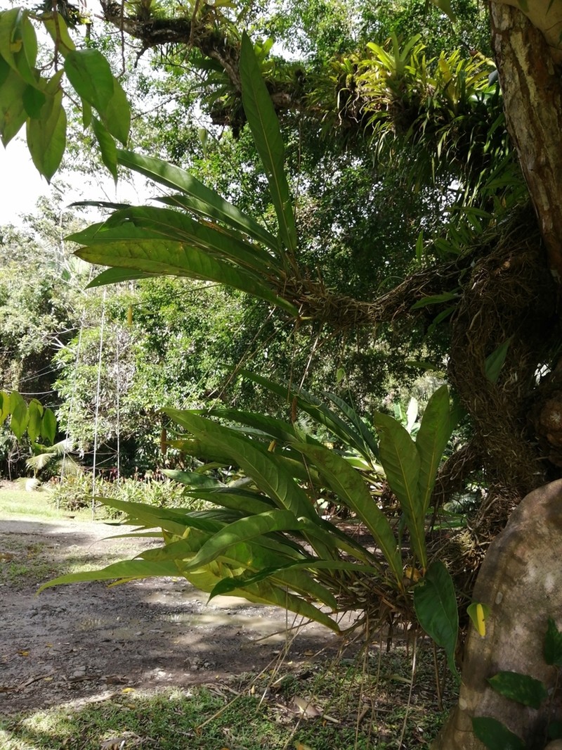 Anthurium eximium photo 6