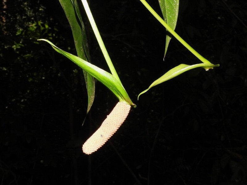 Anthurium eximium photo 7