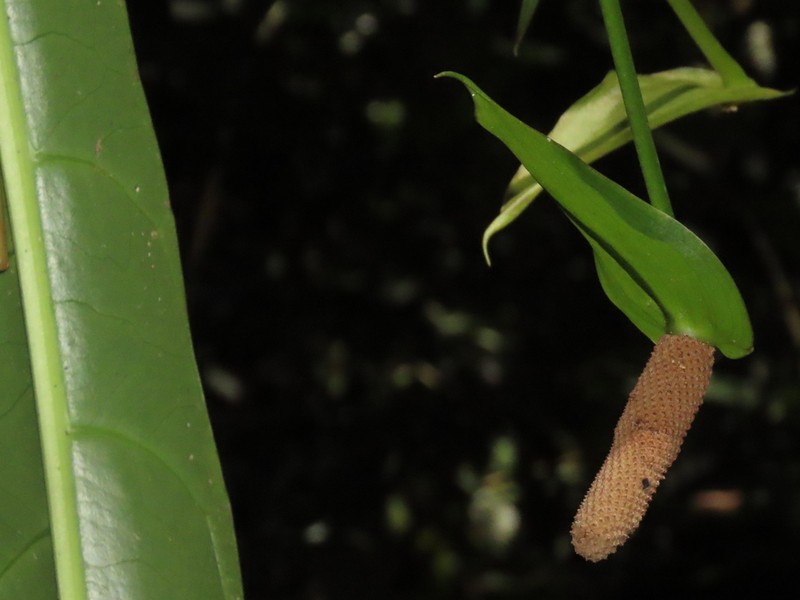 Anthurium eximium photo 8