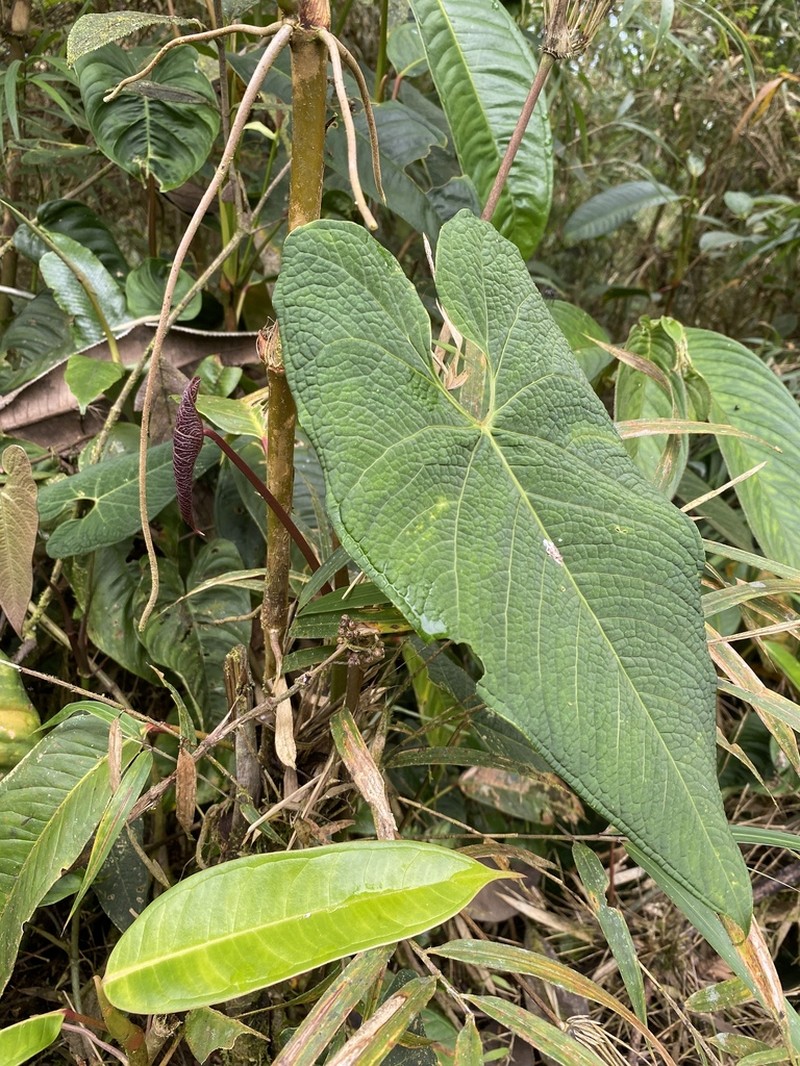 Anthurium exstipulatum