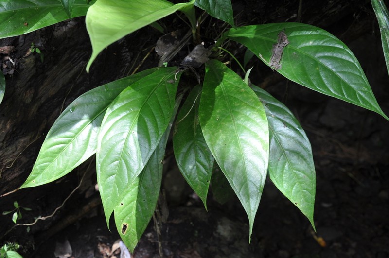 Anthurium fatoense