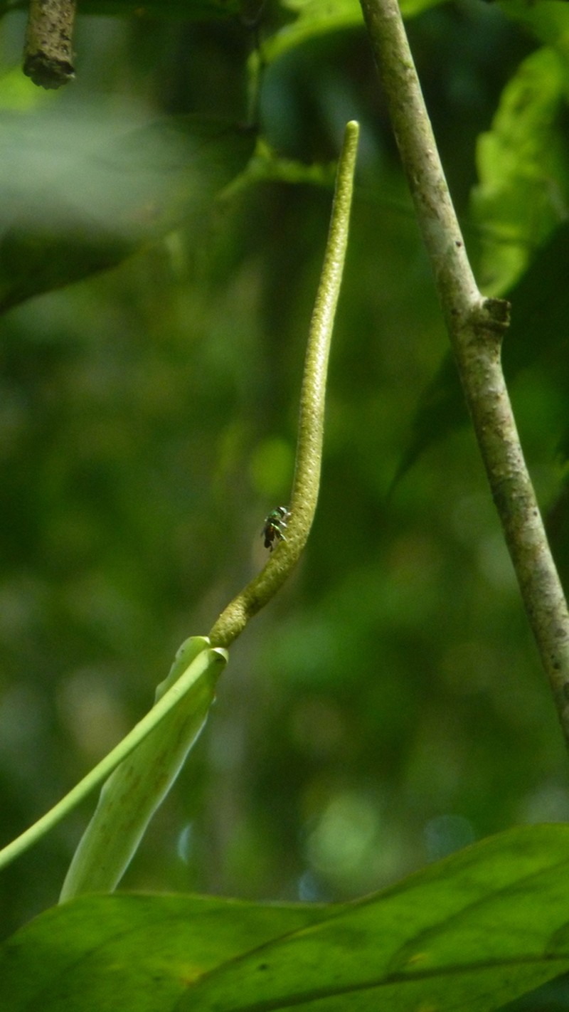 Anthurium fatoense photo 2