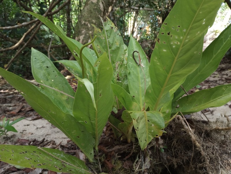 Anthurium fatoense photo 3