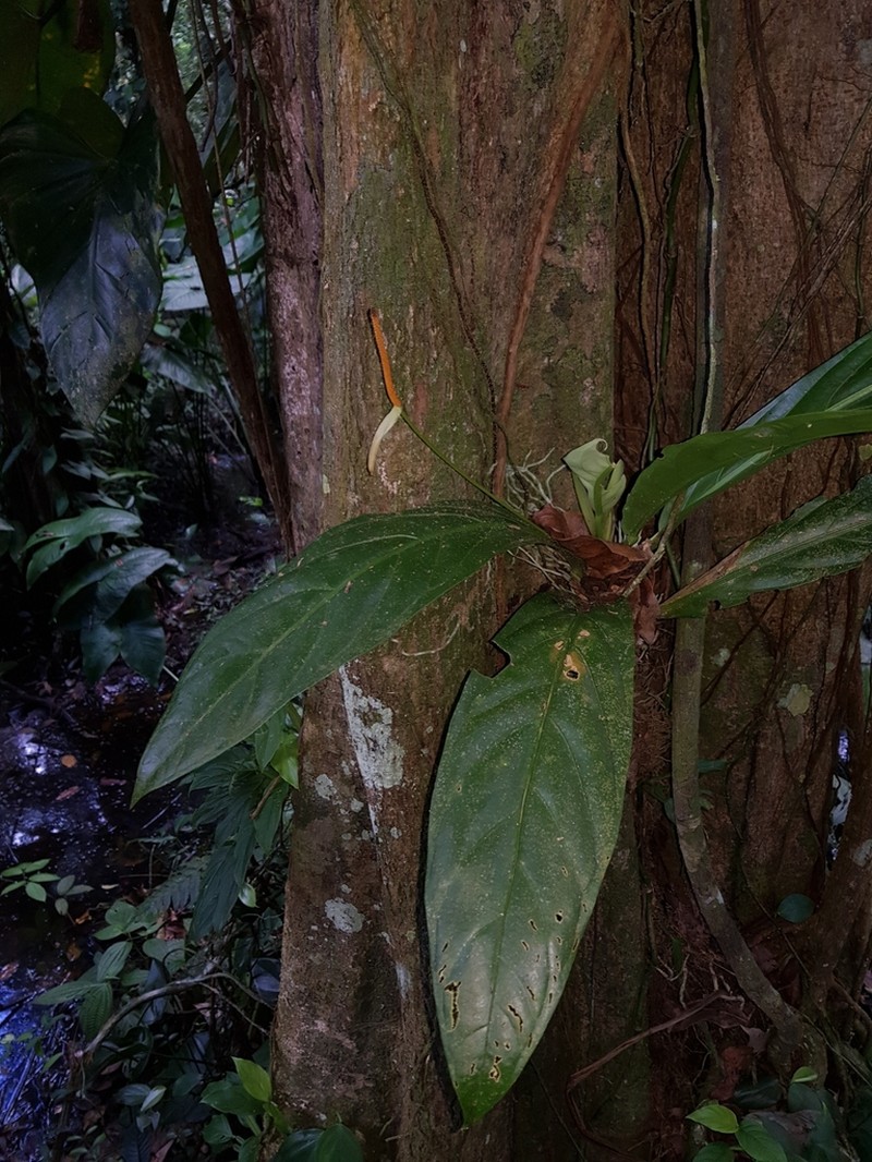 Anthurium fatoense photo 4