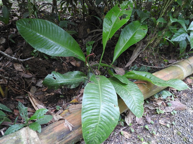 Anthurium fatoense photo 6