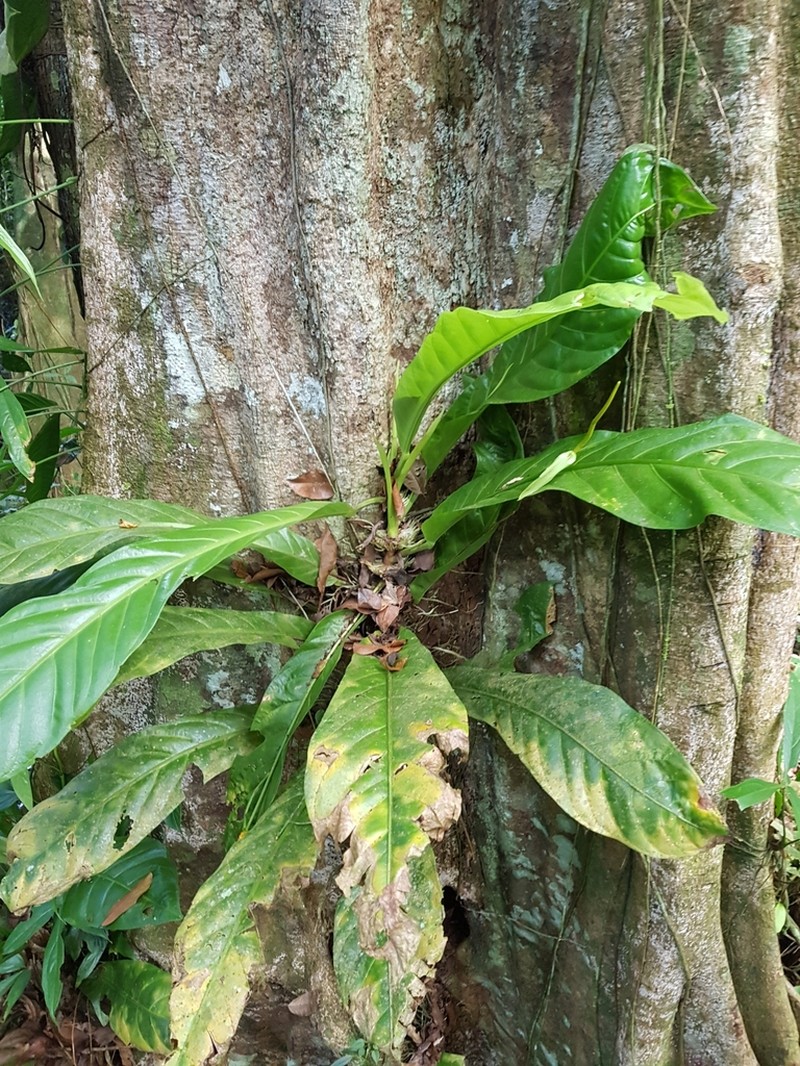 Anthurium fatoense photo 7