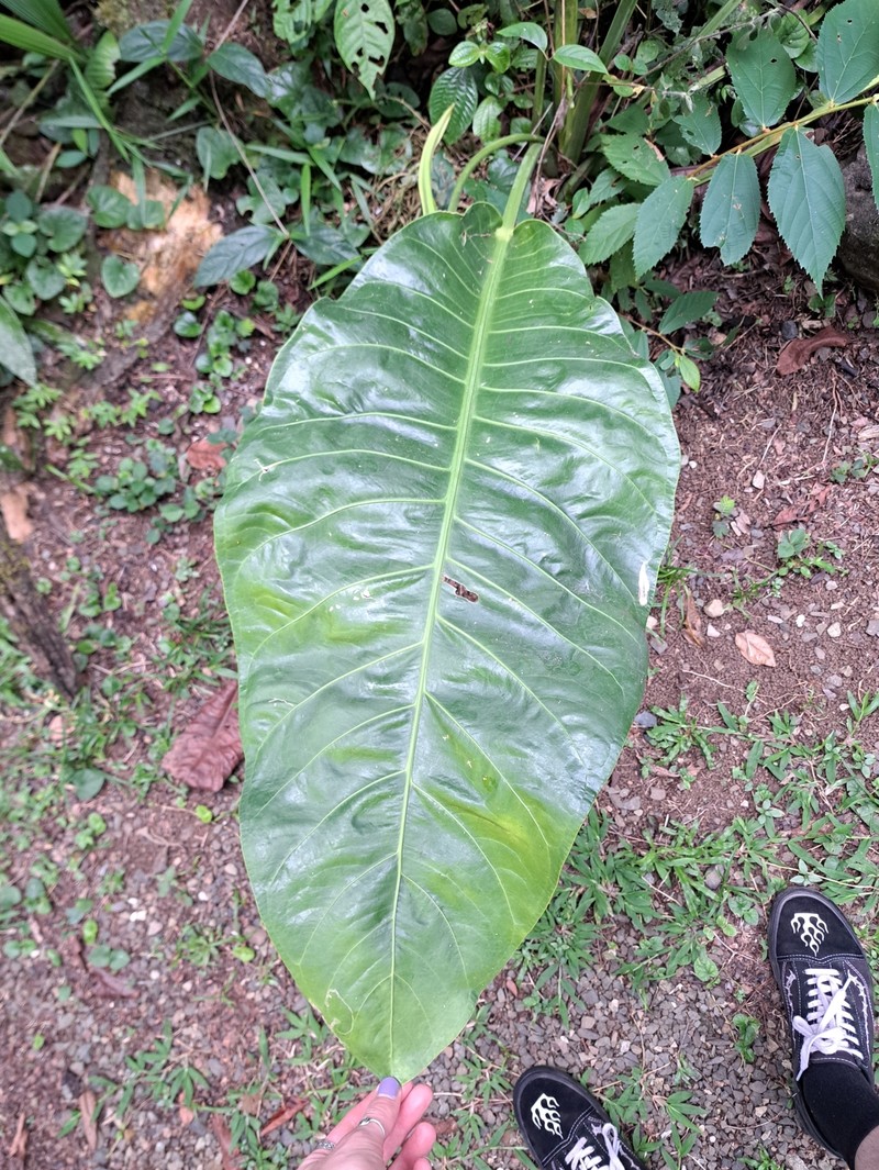 Anthurium fatoense photo 8