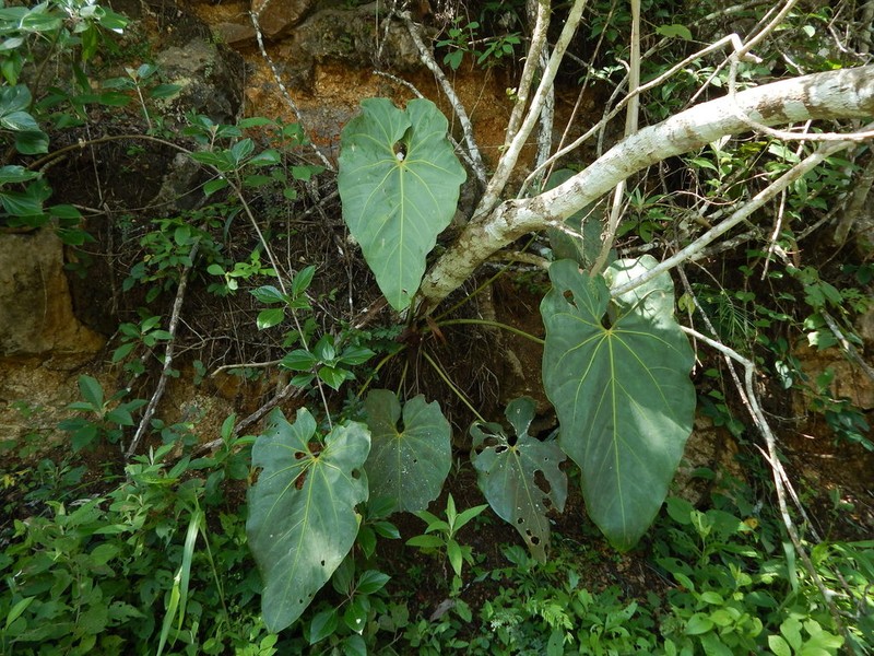 Anthurium faustomirandae