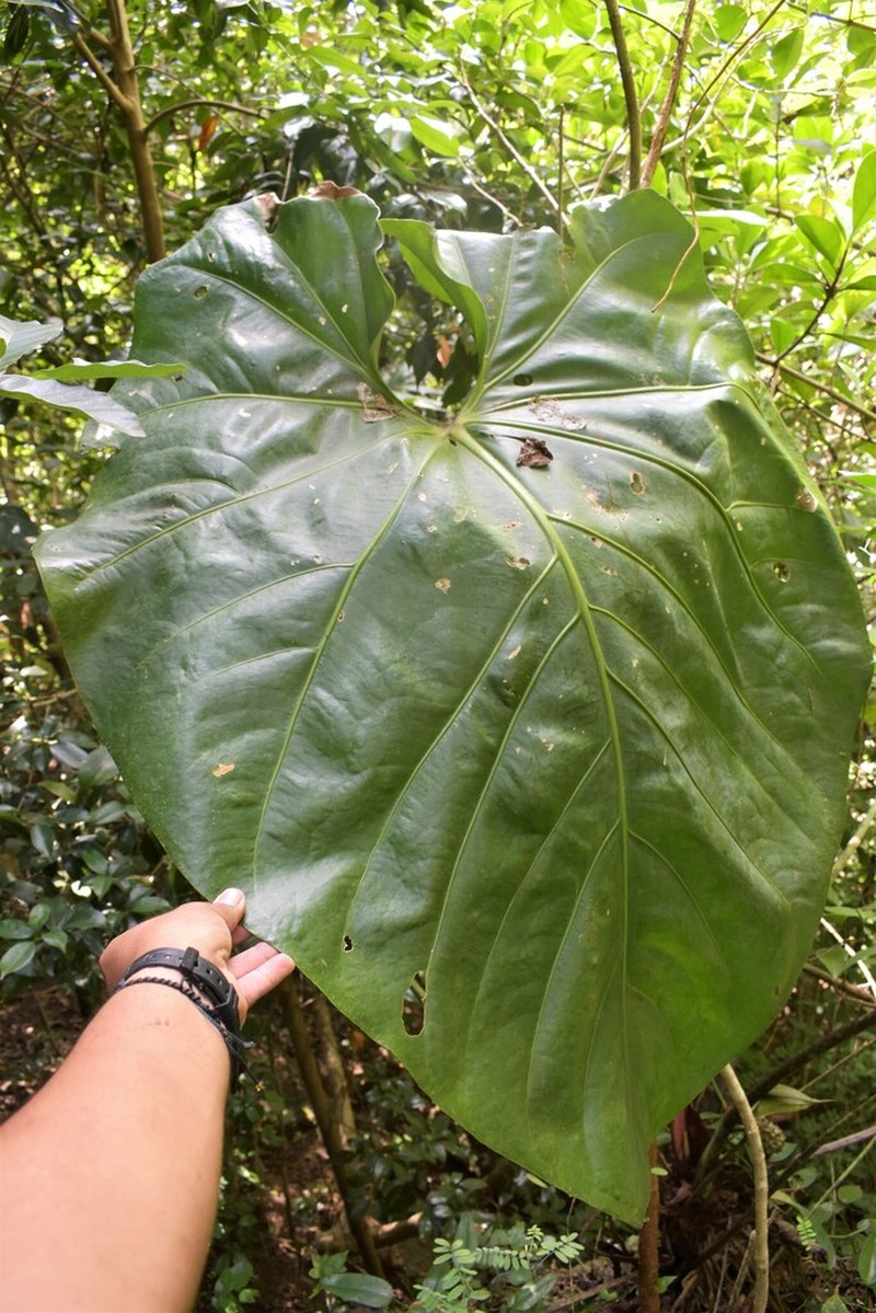 Anthurium faustomirandae photo 2