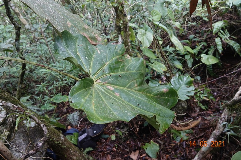 Anthurium faustomirandae photo 3