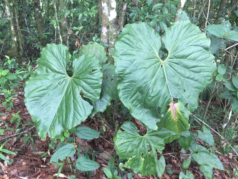 Anthurium faustomirandae photo 4