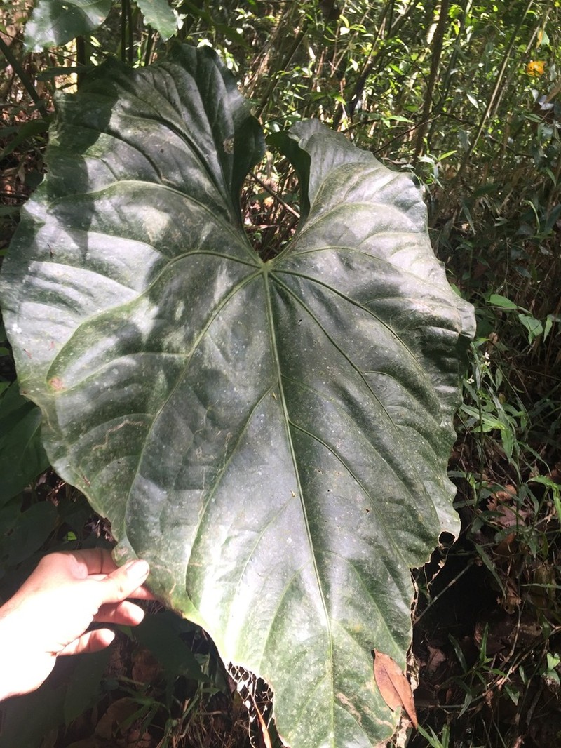 Anthurium faustomirandae photo 5